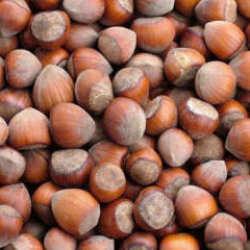 Fındık ihracatı 500 milyon doları aştı!