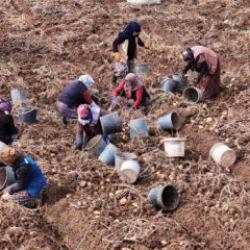 T&uuml;rkiye'de sezonun son patatesleri Sivas'ta s&ouml;k&uuml;l&uuml;yor