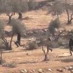 Vahşiler! Siyonist işgalciler zeytin ağaçlarını yok etti