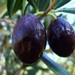 Zeytinin en doğal hali: Karaburun Furma Zeytini hasadı başladı