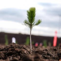 11 Kasım Milli Ağaçlandırma Günü'nde çifte rekor!