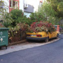 8 yıldır park halindeki otomobili sarmaşıklar sardı