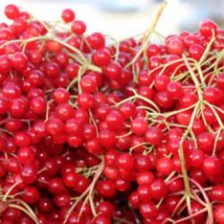 Erzincan'da "gençlik iksiri" olarak adlandırılan gilaburu tezgâhlarda yerini aldı