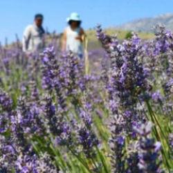 48,8 milyon metrekare Hazine arazisi tıbbi ve aromatik bitki yetiştirilmek üzere kiralandı