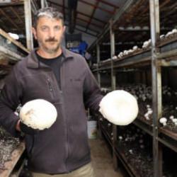 Koltuğunu bırakıp memleketine döndü! Bakanlık desteğiyle mantar üretim çiftliği kurdu