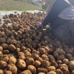 Ağrı&rsquo;da kışlık patatesler geleneksel y&ouml;ntemle toprağa g&ouml;m&uuml;lerek korunuyor