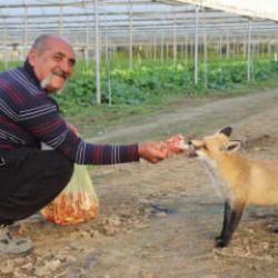 &Ccedil;ift&ccedil;i ile tilkinin ilgin&ccedil; dostluğu: D&ouml;ner ve etle besliyor