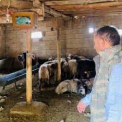  Şanlıurfa'da köpek dehşeti: Besicinin koyunları telef oldu!