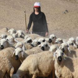 Devlet desteğiyle besiciliğe başlayan kadın 250 hayvana ulaştı