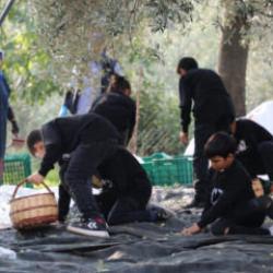 Geleceğin çiftçileri zeytin hasadında