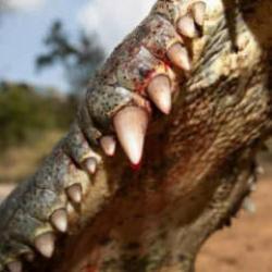 G&ouml;rd&uuml;ğ&uuml;n&uuml;z an yolunuzu değiştirin! En g&uuml;&ccedil;l&uuml; ısırma g&uuml;c&uuml;ne sahip hayvanlar a&ccedil;ıklandı...