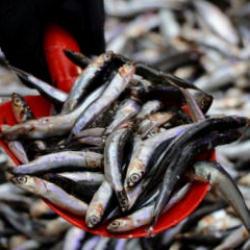 Hamsi bolluğu yaşanıyor! Tezgahlarda 50 liradan satılıyor!