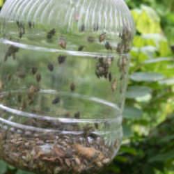 İlk kez Artvin'de g&ouml;r&uuml;lm&uuml;şt&uuml;: Kabus Marmara'ya ulaştı! 'T&uuml;rkiye'nin baş belası'