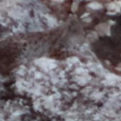 Tunceli&rsquo;de vaşak g&ouml;r&uuml;nt&uuml;lendi