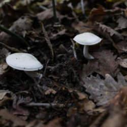 Yedikleri mantardan zehirlenen 7 kişi hastaneye kaldırıldı!