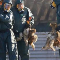 ABD'de yeni salgın: "H5N5" gribiyle enfekte olan bir kişi öldü!