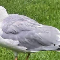 Beşiktaş maçına 'Martı' rötarı! Süleyman Seba'nın sözleri gündem oldu