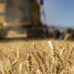 Çiftçilere 331 milyon 664 bin lira tarımsal destek ödemesi bugün yapılacak