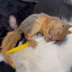 Epileptik n&ouml;bet ge&ccedil;iren hasta sincap, tedavi i&ccedil;in yurt dışına g&ouml;nderilecek