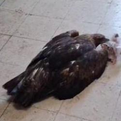 Esnafın kartala ‘kartalcık’ diye seslendiği anlar gündem oldu