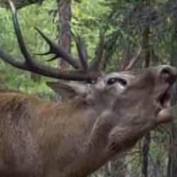 DKMP'den ilgi çeken "kızılgeyik" paylaşımı