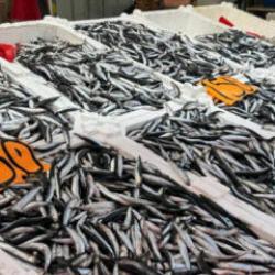 Hamsi azaldı, fiyatlar yeniden yükselişte