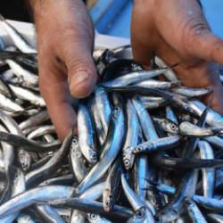 Hamsinin fiyatı düştü, ilgi arttı!