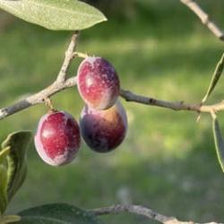 Hatay'da 201 bin ton zeytin rekoltesi bekleniyor