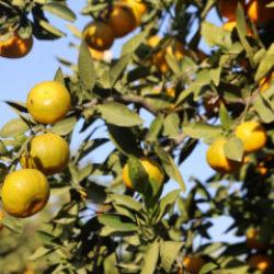 Kilosu 2 liraya kadar gerileyince tonlarca ürün ücretsiz dağıtıldı