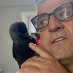 Kızının otomobiline konarak eve gelen kargayı sahiplendi