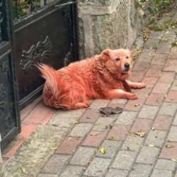 Kocaeli'de yeşil, mavi ve kızıl renklere boyanmış k&ouml;pekler şaşırttı