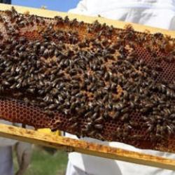 Melittin Mucizesi ve Üniversitelerimiz Nahl Suresi 69