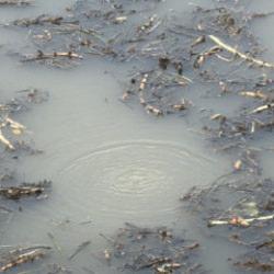 Sapanca&rsquo;nın ardından Efteni G&ouml;l&uuml;&rsquo;nde de gizemli fokurtu