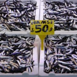 Son 35 yılın en bereketli hamsi sezonu