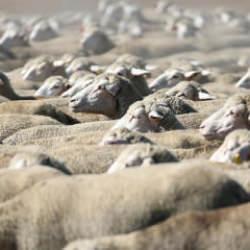 TİGEM, 300 reforme küçükbaş hayvan satacak