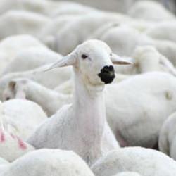 5 bin 150 reforme küçükbaş hayvan satacaklar! TİGEM duyurdu