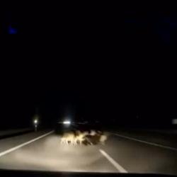 Tokat'ta otomobil koyun s&uuml;r&uuml;s&uuml;ne &ccedil;arptı: Hepsi telef oldu