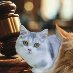 İlginç karar: Boşandığı eşine kediler için 'bakım masrafı' ödeyecek