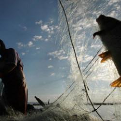 Türkiye'nin denizleri alarm veriyor! Balık türleri azalıyor