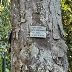 Yalova&rsquo;nın canlı mirası: 96 yıllık arboretum sinir-stres bırakmıyor