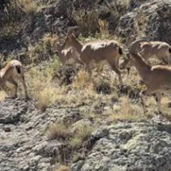 Bayburt'un zirvelerinde canlılık: Yaban keçileri sürü halinde görüntülendi