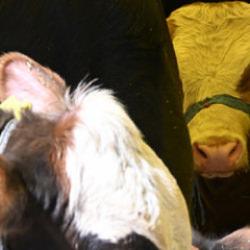 Beslediği dananın saldırısına uğrayarak hayatını kaybetti