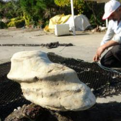 Denizin dibinden gelen sır! Giresun’da bulunan cisim balıkçıları şaşırttı