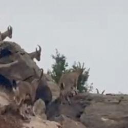 Elazığ'da dağ keçileri sürü halinde görüntülendi