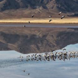 Eski ekosistemine kavuşan "Tuzla Palas G&ouml;l&uuml;" g&ouml;&ccedil;men kuşları ağırlıyor