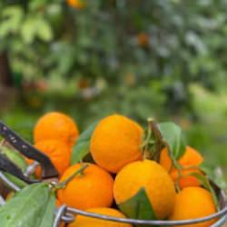 Havran mandalinasında hasat vakti
