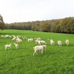 Hibeli Tarlalar bereket getirdi: Üreticinin günlük karı 800 lira oldu!