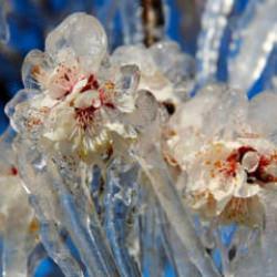 Felaketten zararsız çıktılar: Don mağduru çiftçiye 23 milyar lira ödendi