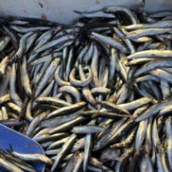 Palamut Gürcistan'a kaçınca tezgahlar hamsiyle doldu