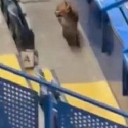 Şampiyonlar Ligi maçı öncesi dünya devinin stadına tilki girdi